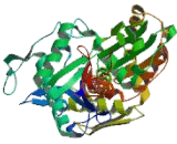 150 kDa Oxygen Regulated Protein (ORP150)