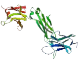 Immunoglobulin A1 (IgA1)