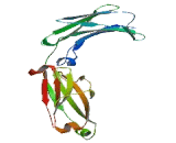 Immunoglobulin A2 (IgA2)