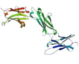 Immunoglobulin G2 (IgG2)