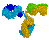 Immunoglobulin G2a (IgG2a)