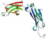 Immunoglobulin G3 (IgG3)