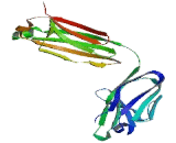 Immunoglobulin Lambda (Igl)