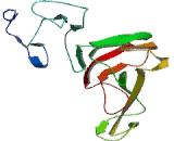 Immunoglobulin Superfamily, Member 2 (IGSF2)