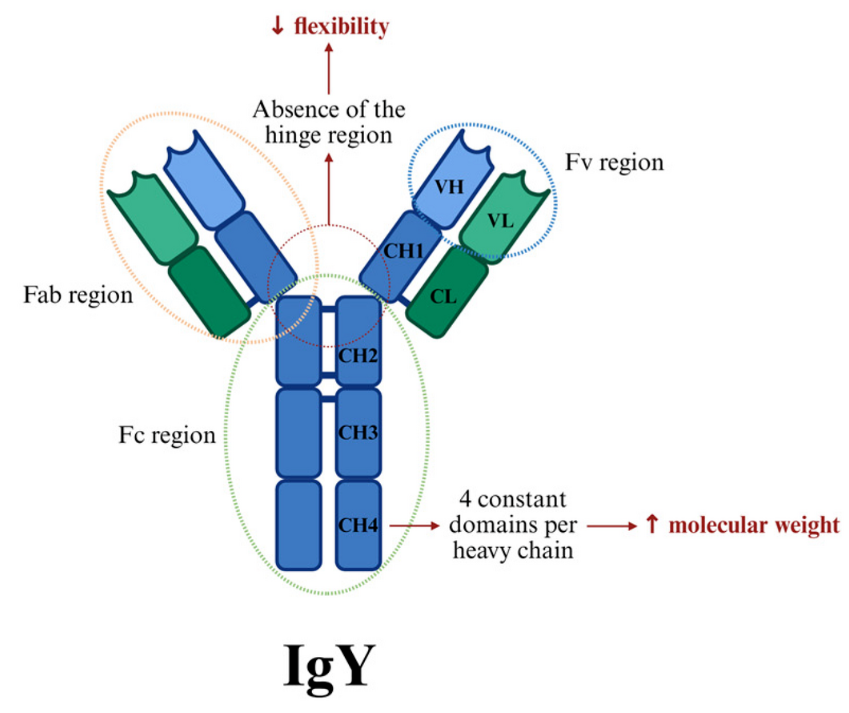 Immunoglobulin Y (IgY)