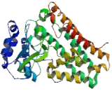 Indoleamine-2,3-Dioxygenase (IDO)