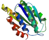 Integrin Alpha 11 (ITGa11)