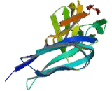 Intercellular Adhesion Molecule 2 (ICAM2)