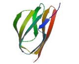 Intercellular Adhesion Molecule 3 (ICAM3)