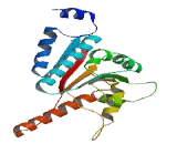 Interferon Induced Helicase C Domain Containing Protein 1 (IFIH1)