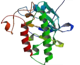 Interleukin 1 Receptor Associated Kinase 2 (IRAK2)