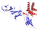 Interleukin 12 (IL12)