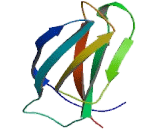 Interleukin 12 Receptor Beta 1 (IL12Rb1)