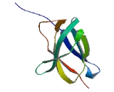 Interleukin 12 Receptor Beta 2 (IL12Rb2)