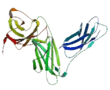 Interleukin 13 Receptor Alpha 1 (IL13Ra1)