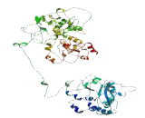 Interleukin 17 Receptor C (IL17RC)