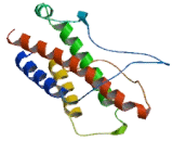 Interleukin 23  Subunit Alpha (IL23a)