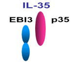 Interleukin 35 (IL35)