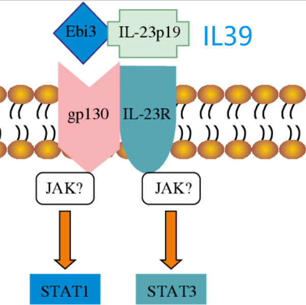 Interleukin 39 (IL39)