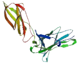 Interleukin 5 Receptor Alpha (IL5Ra)