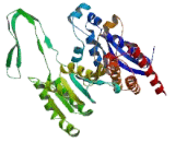 Isocitrate Dehydrogenase 1, Soluble (IDH1)