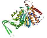 Isocitrate Dehydrogenase 2, mitochondrial (IDH2)