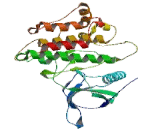 Janus Kinase 1 (JAK1)