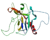 Kallikrein 15 (KLK15)