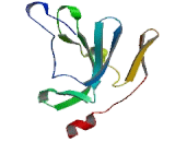 Kelch Domain Containing Protein 3 (KLHDC3)