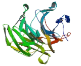Kelch Repeat And BTB Domain Containing Protein 13 (KBTBD13)