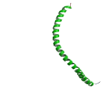 Cytokeratin 17 (CK17)