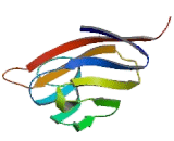 Kidney Injury Molecule 1 (Kim1)