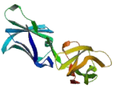 Killer Cell Immunoglobulin Like Receptor 2DS4 (KIR2DS4)