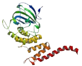 Kinesin Light Chain 1 (KLC1)