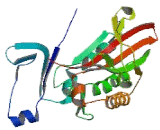 Kinesin Family, Member 5A (KIF5A)