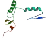 Kruppel Like Factor 5, Intestinal (KLF5)