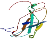 L1-Cell Adhesion Molecule (L1CAM)