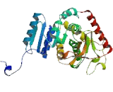 Lactate Dehydrogenase C (LDHC)