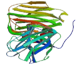 Laminin Alpha 4 (LAMa4)