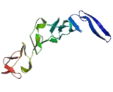 Laminin Gamma 1 (LAMC1)