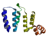 Leucine Rich PPR Motif Containing Protein (LRPPRC)