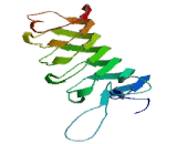 Leucine Rich Repeat Containing G Protein Coupled Receptor 5 (LGR5)