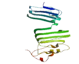 Leucine Rich Repeat Containing Protein 3C (LRRC3C)