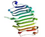 Leucine Rich Repeat Containing Protein 42 (LRRC42)