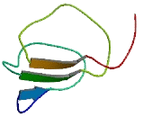 Leukocyte Specific Transcript 1 (LST1)