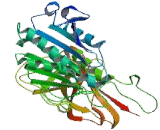 Lipase, Hepatic (LIPC)