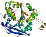 Lipase M (LIPM)