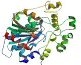 Lipase N (LIPN)
