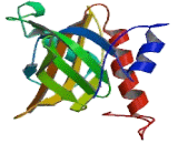 Low Density Lipoprotein Receptor Adaptor Protein 1 (LDLRAP1)