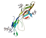 Luteinizing Hormone (LH)